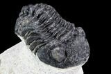 Bargain, Pedinopariops Trilobite - Mrakib, Morocco #110681-3